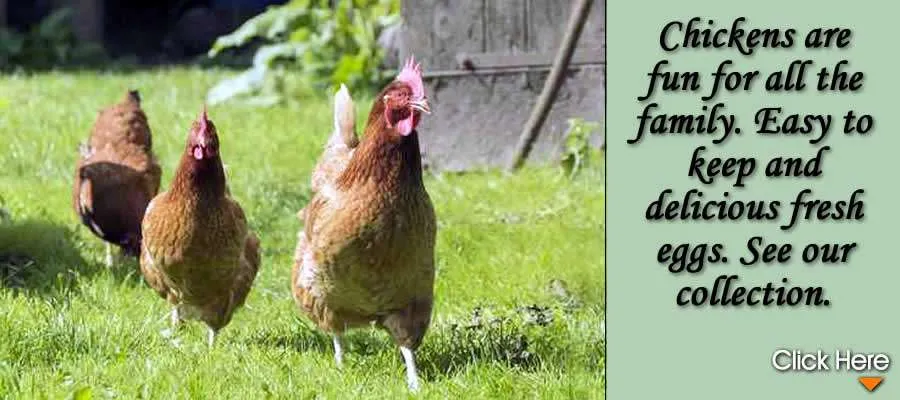 2 Chickens And A House product