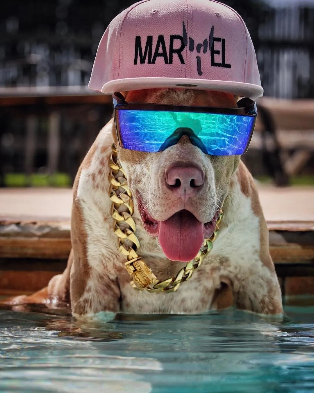 Big Dog Chains product