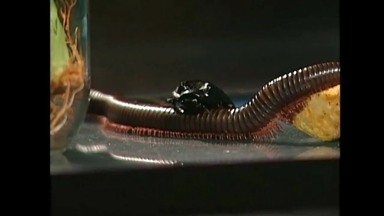 Bug Lady Museum product