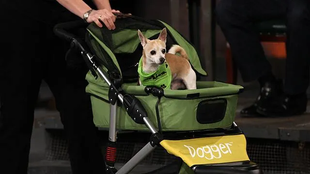 Dog Quality product