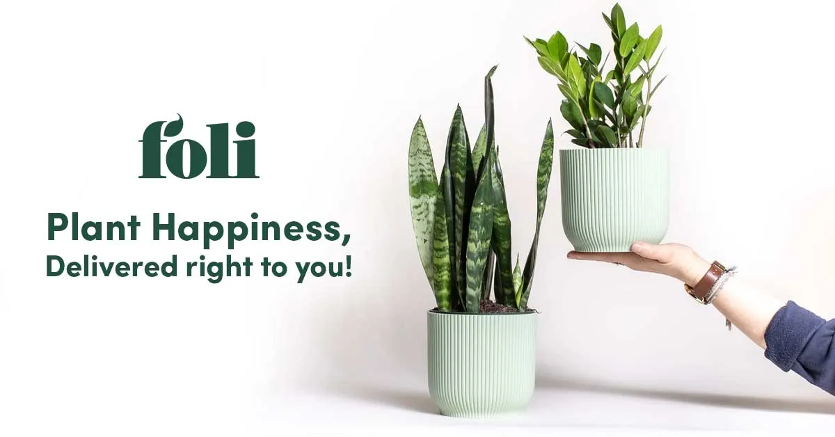Foli product