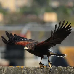 Hawksdrift Falconry product