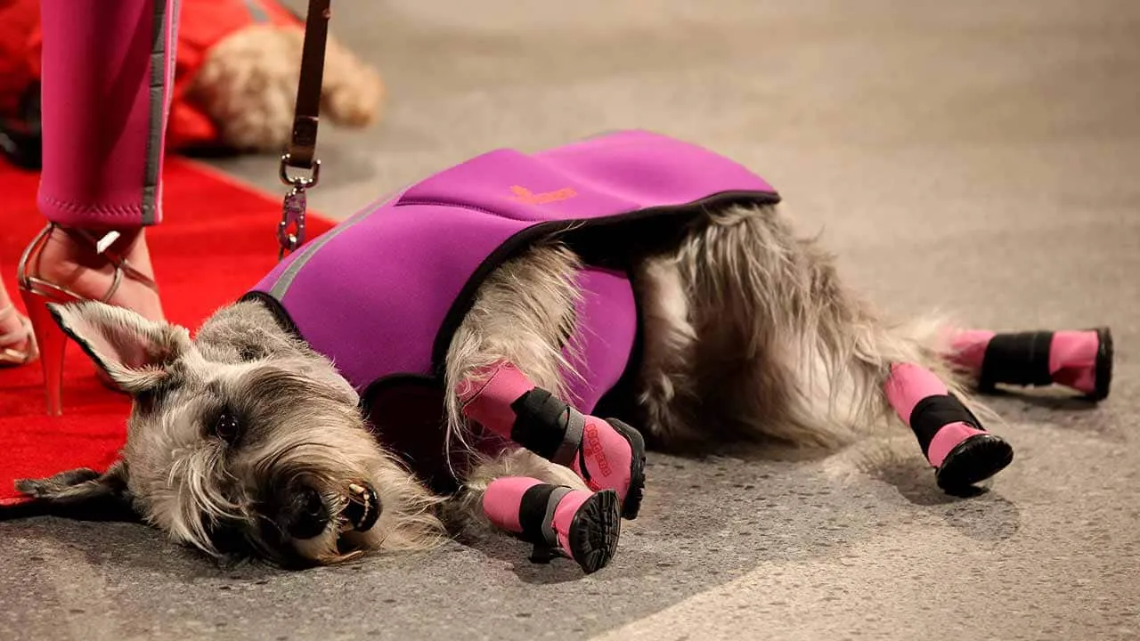 Neo-Paws product