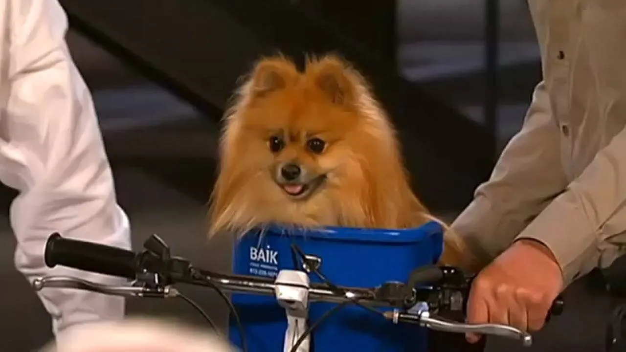 Pet Taxi product