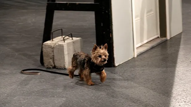 The Mobile Pet Door product